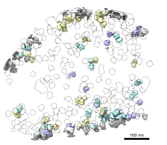 Exploring the cellular neighborhood