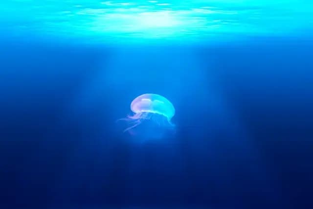 oceans